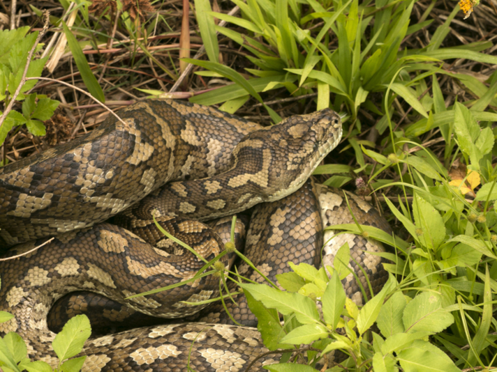 Carpet python