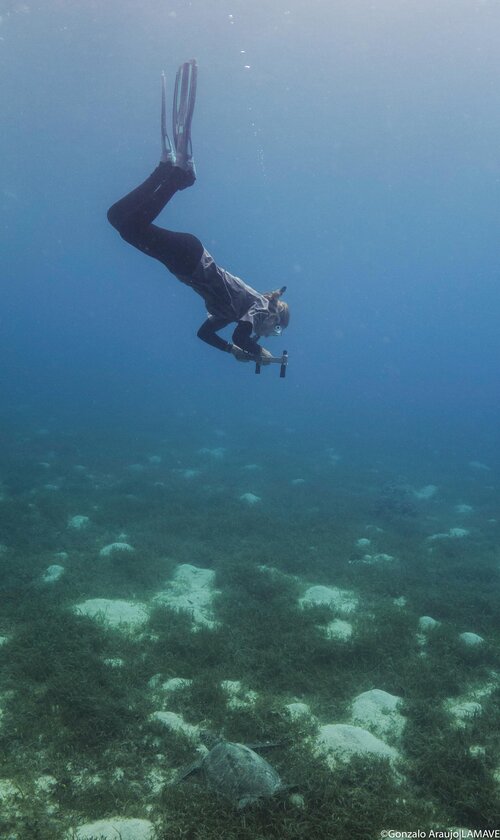 sea turtle researcher using photogrammetry