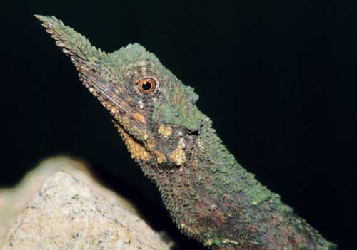 Ceratophora aspera