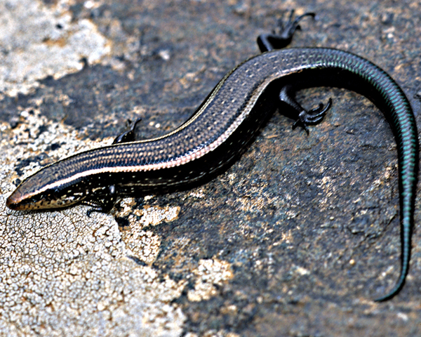 Male Chalcides sexlineatus