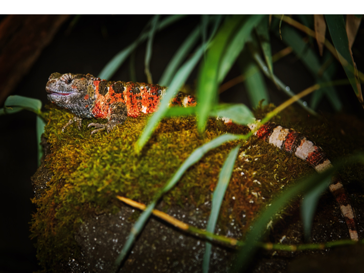 Chinese crocodile lizard