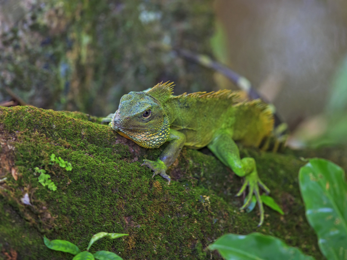 Chinese water dragon