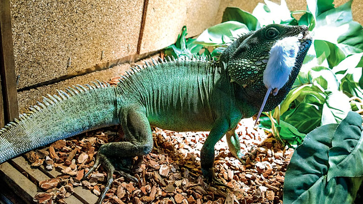 Chinese water dragon eating a mouse.