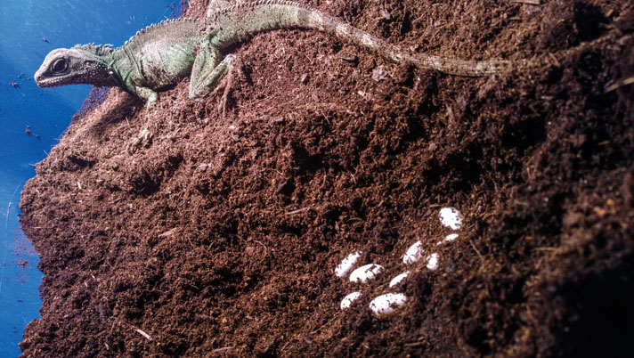 Female Chinese water dragon with clutch of eggs.
