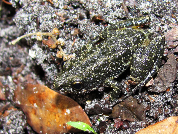 chorus frog blending in