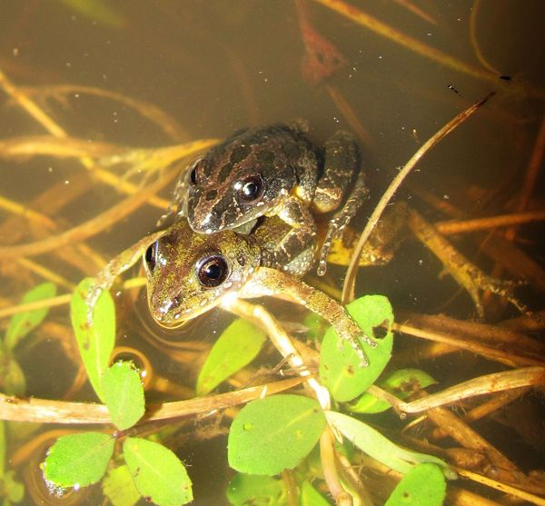 Chorus frog breeding