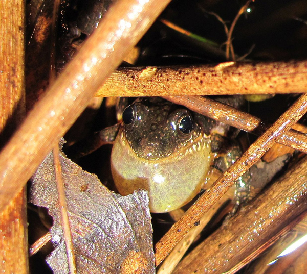 Chorus frog