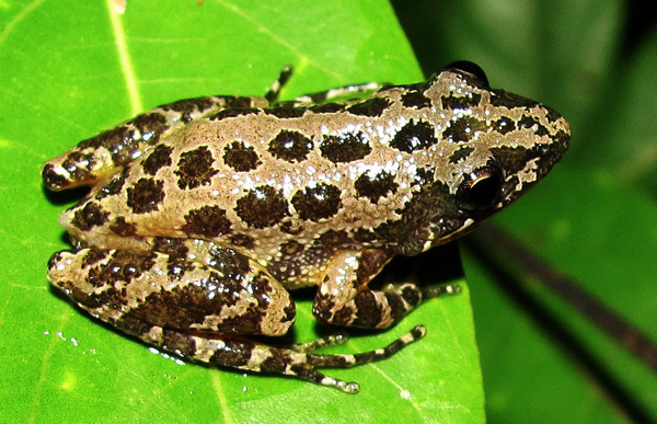 chorus frog