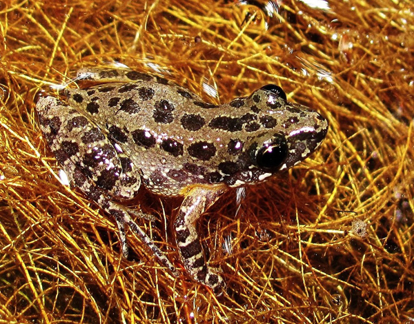 Chorus frog