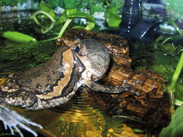 Chubby frog