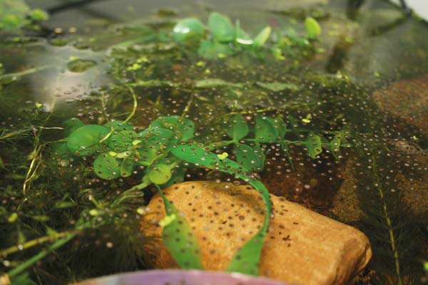 Chubby frog eggs