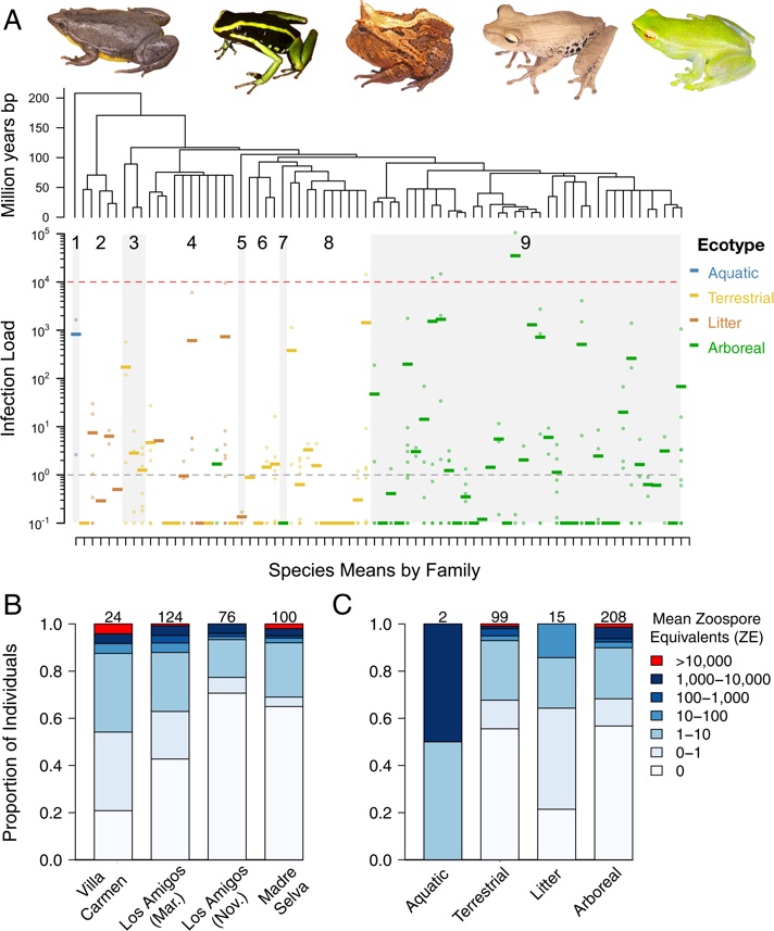 Chytrid fungus Peruvian study