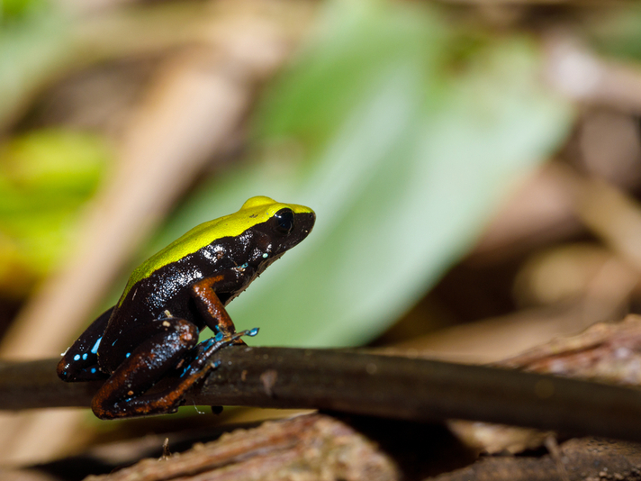 Climbing mantella