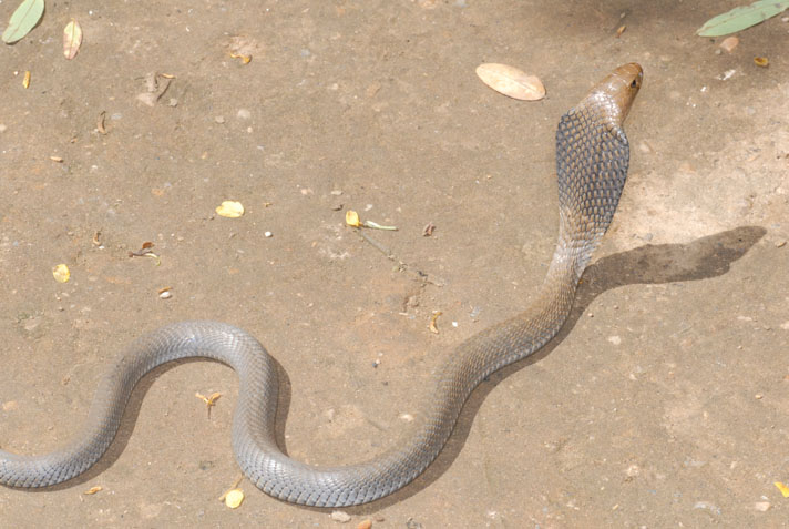 spitting cobra