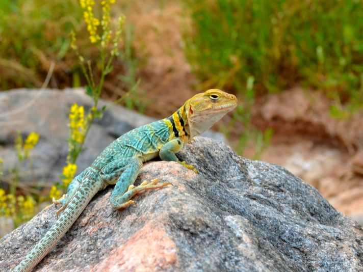 Collared lizard