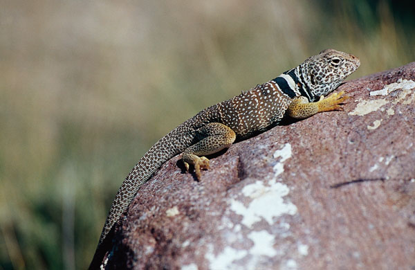 collared lizard