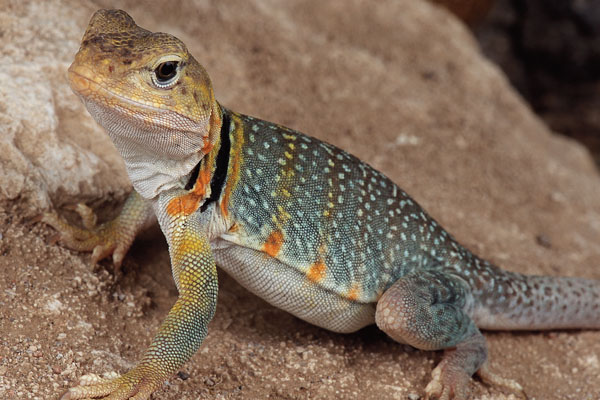 collared lizard