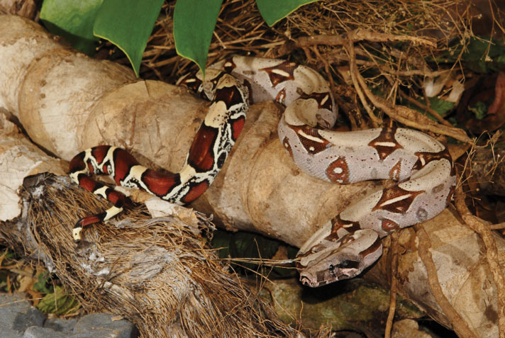 colombian boa constrictor