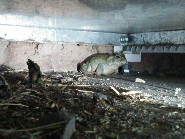 colorado river toad