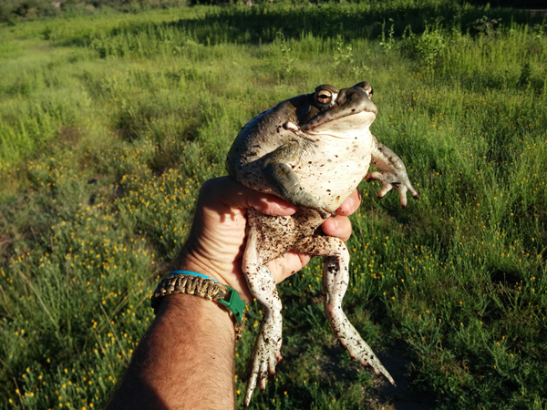 Colorado River toad