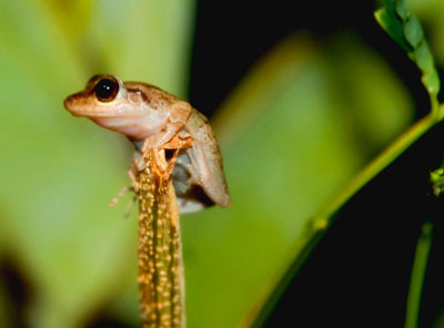 What do coqui frogs eat image
