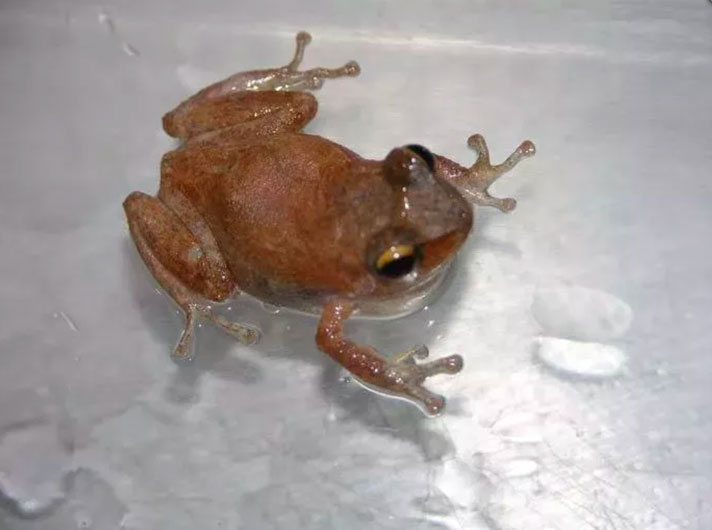 coqui frog