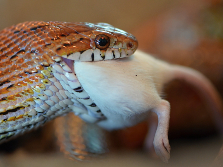 corn snake eating a mouse