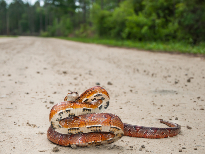 corn snake