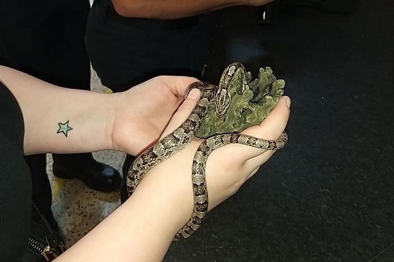 corn snake