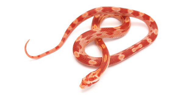 corn snake