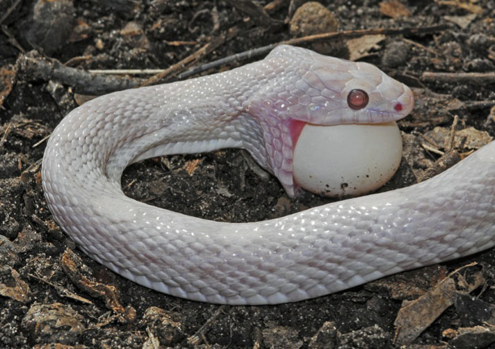 serpent de maïs mangeant un œuf.