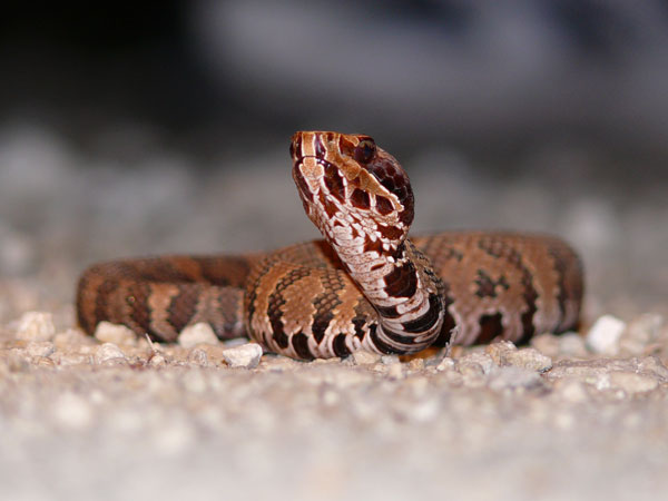 cottonmouth