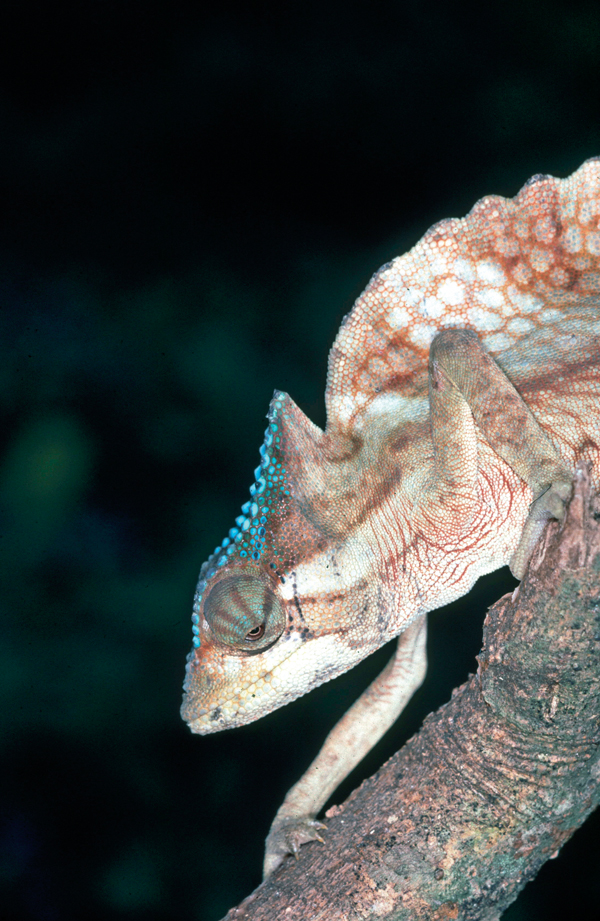 crested chameleon