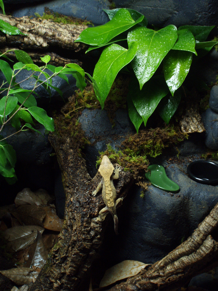 crested gecko bioativos gabinete