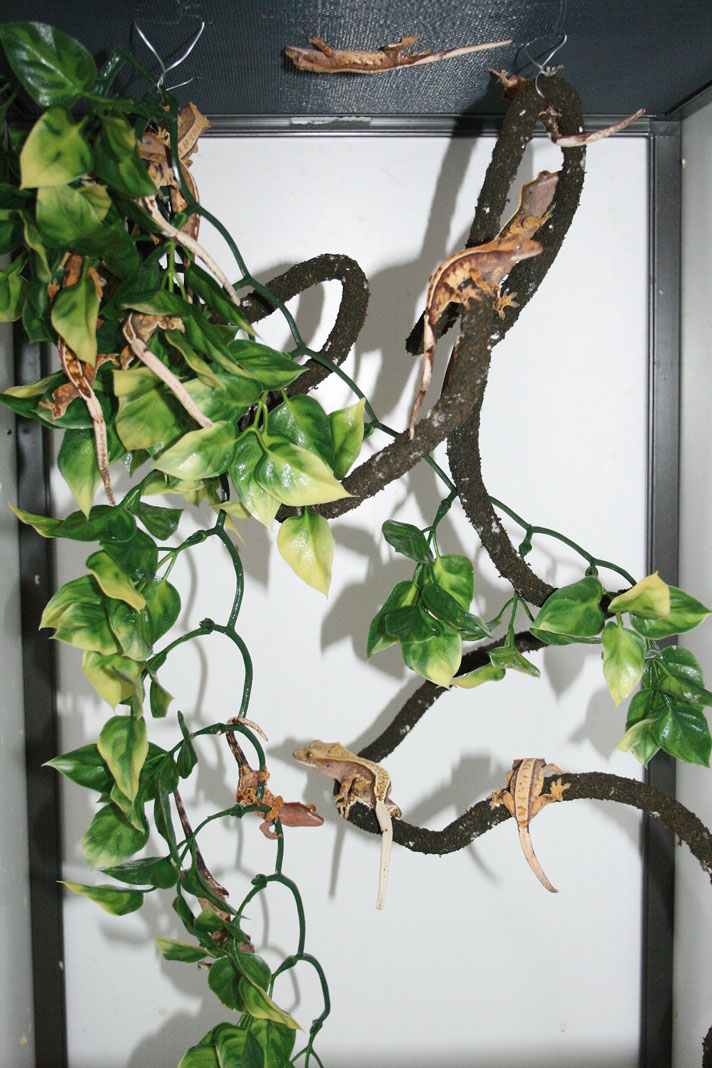 cheap crested gecko enclosure