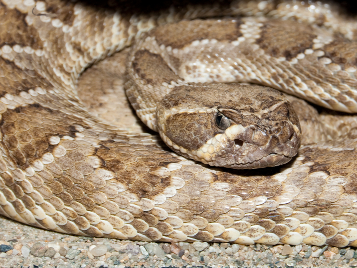 Crotalus atrox