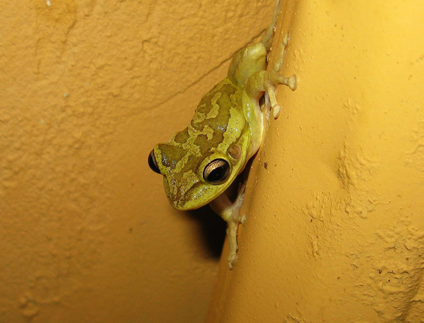 cuban treefrog on a wall