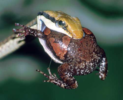 Dendrelaphis tristis