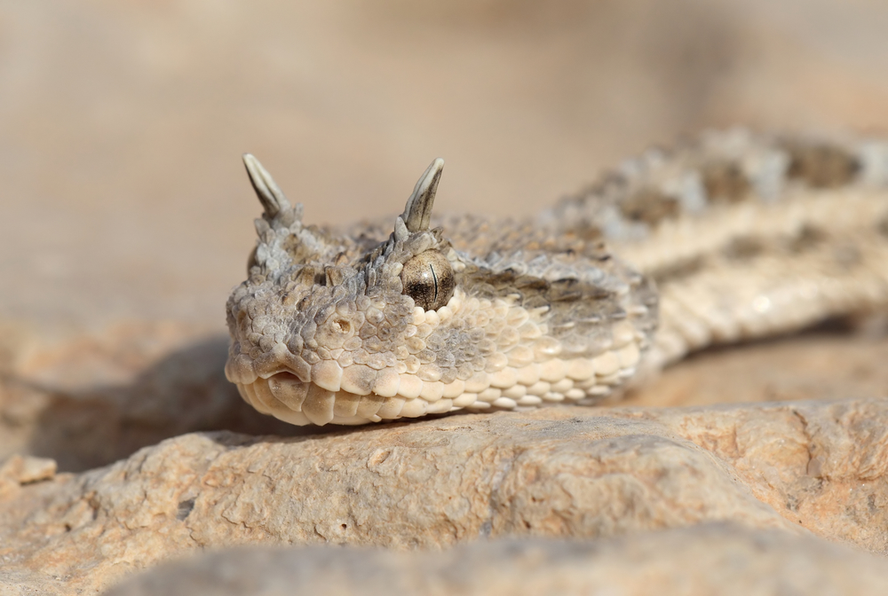 Desert horned viper