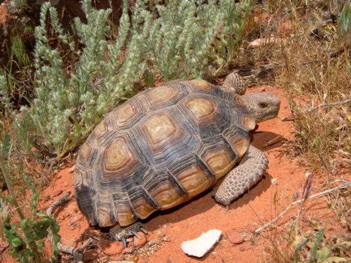 desert tortoise