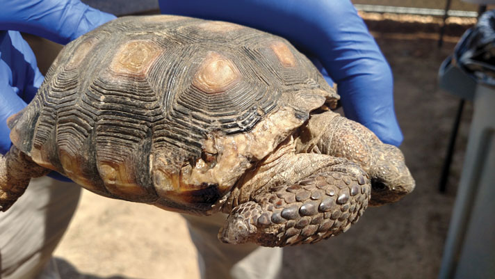 Bone disease in a desert tortoise.