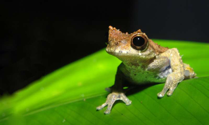 Devil's treefrog