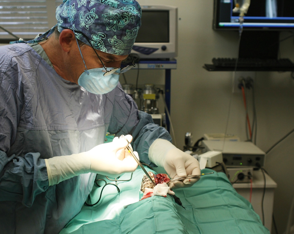 surgery on eastern diamondback rattlesnake