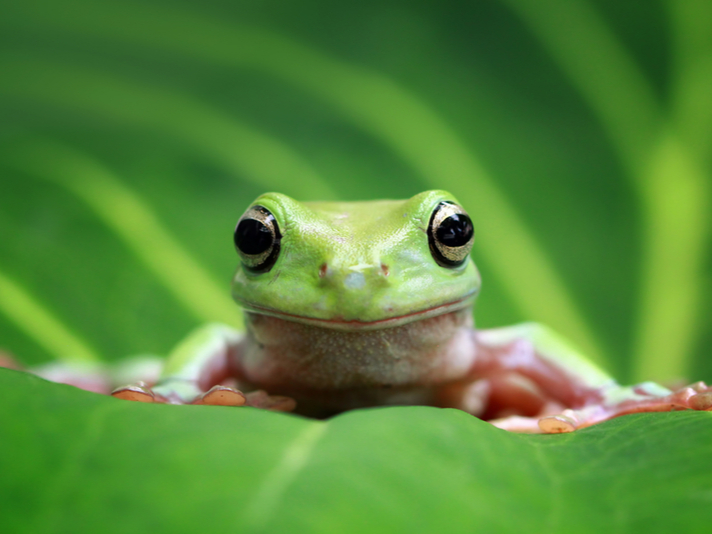 Dumpy or White's treefrog