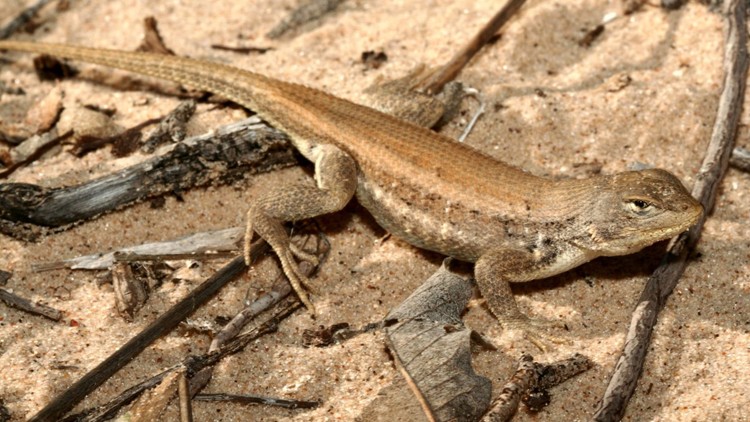 Dunes sagebrush lizard