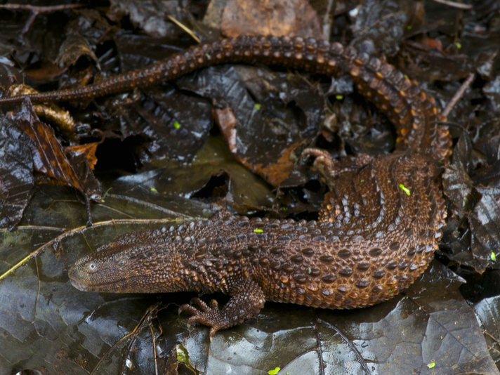 earless-monitor-lizard