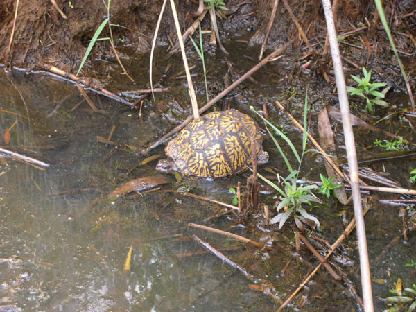 eastern box turtle