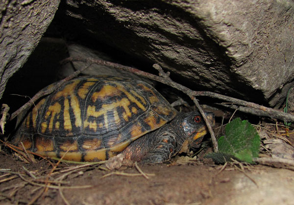 eastern box turtle