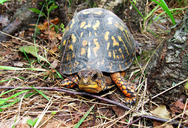 eastern box turtle