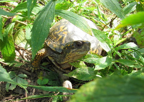 eastern box turtle